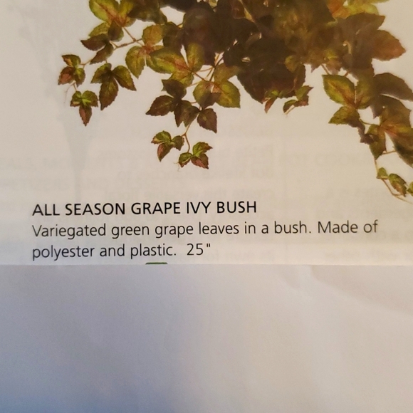 All Season Grape Ivy bush NEW goes w/everything Home Interiors - Picture 12 of 13